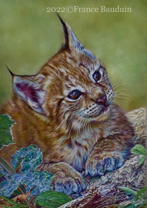 Cute Lynx cub - 44 hours
Brown Pastelmat
13.5" x 9.5" 
Ref: Anne Noël
